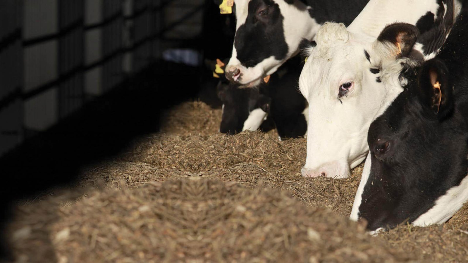 KUHN — Pecuária e nutrição animal